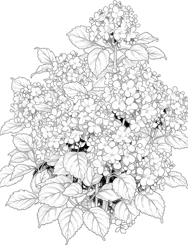 Hydrangea Garden coloring page with detailed line art for adults